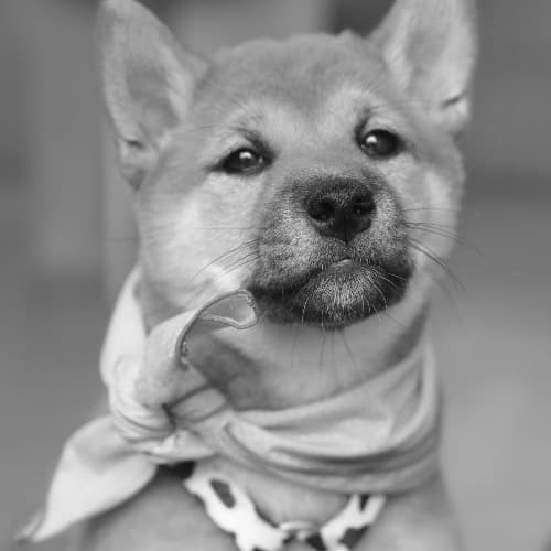 Saburo